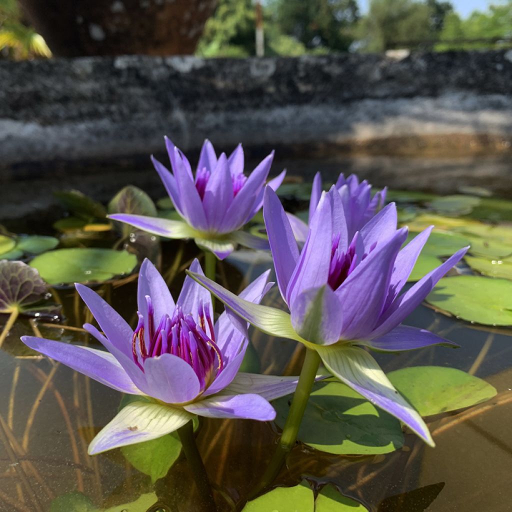 Nymphaea colorata - Waterlelie