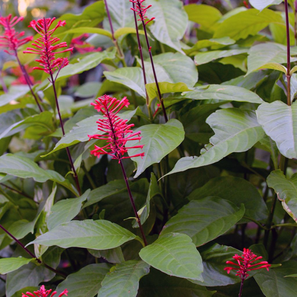 Odontonema strictum - Odontonema