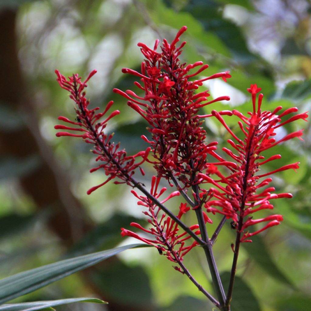 Odontonema strictum - Odontonema