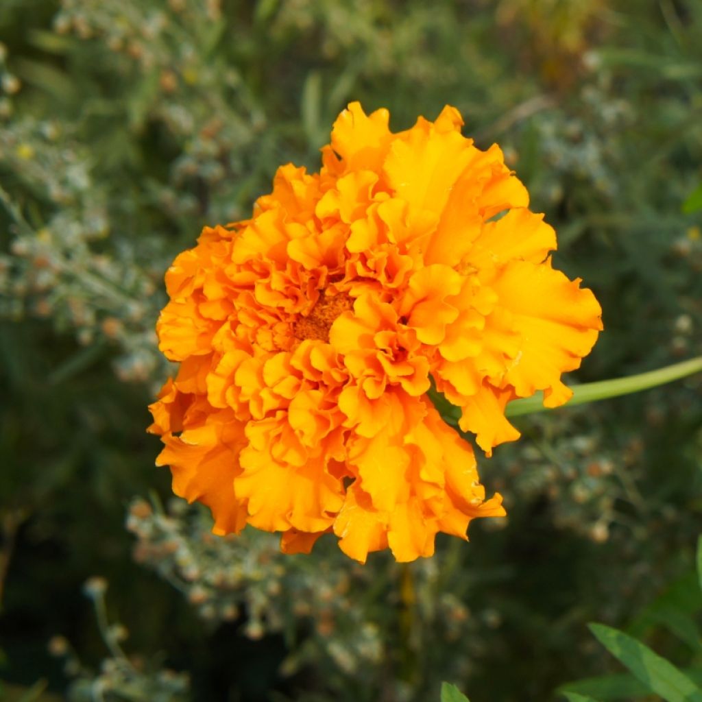 Klein afrikaantje Bonanza Orange - Tagetes patula