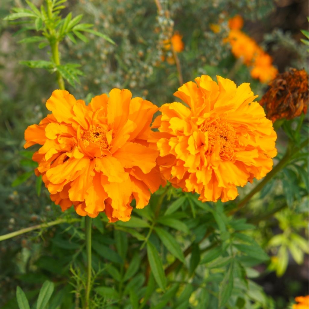 Klein afrikaantje Bonanza Orange - Tagetes patula