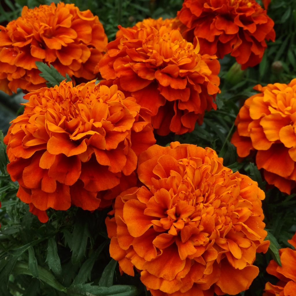 Afrikaantje - Tagetes patula Fireball