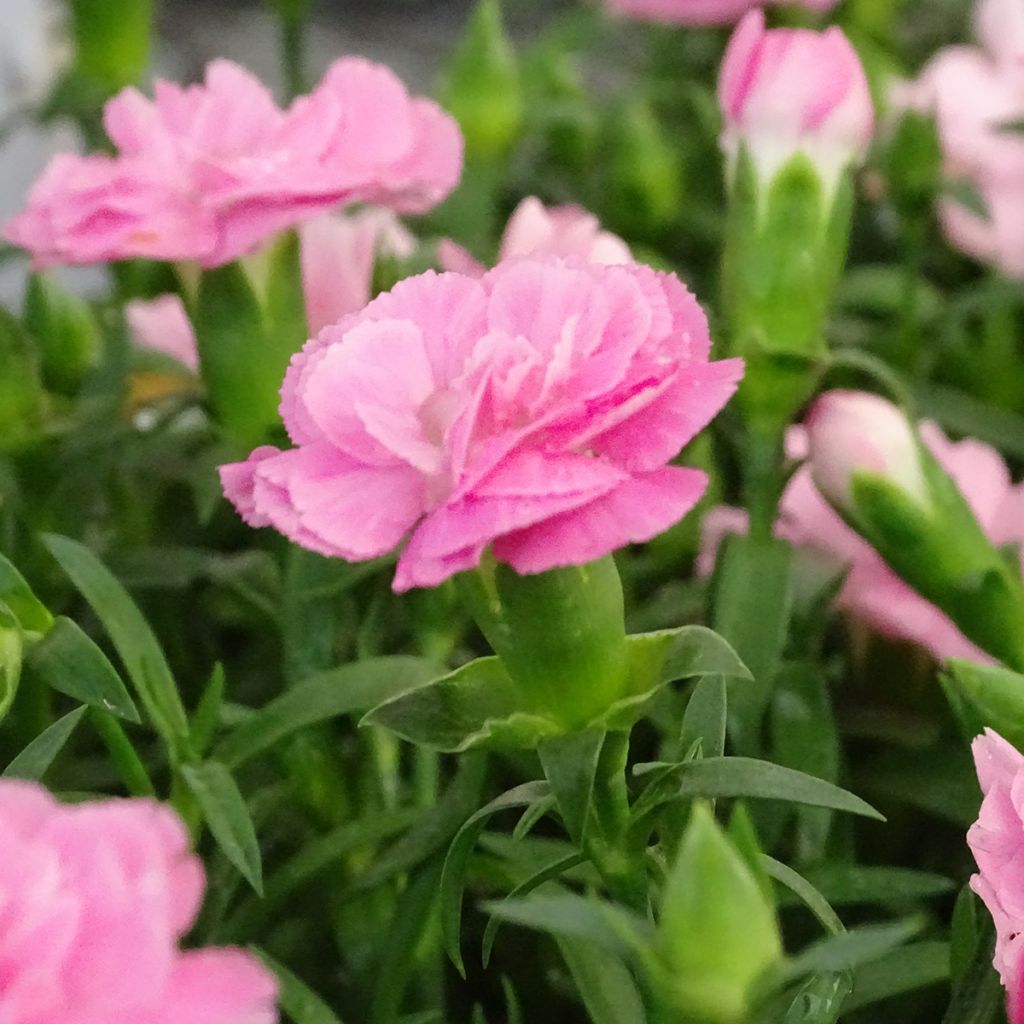 Anjer Sunflor Evert - Dianthus