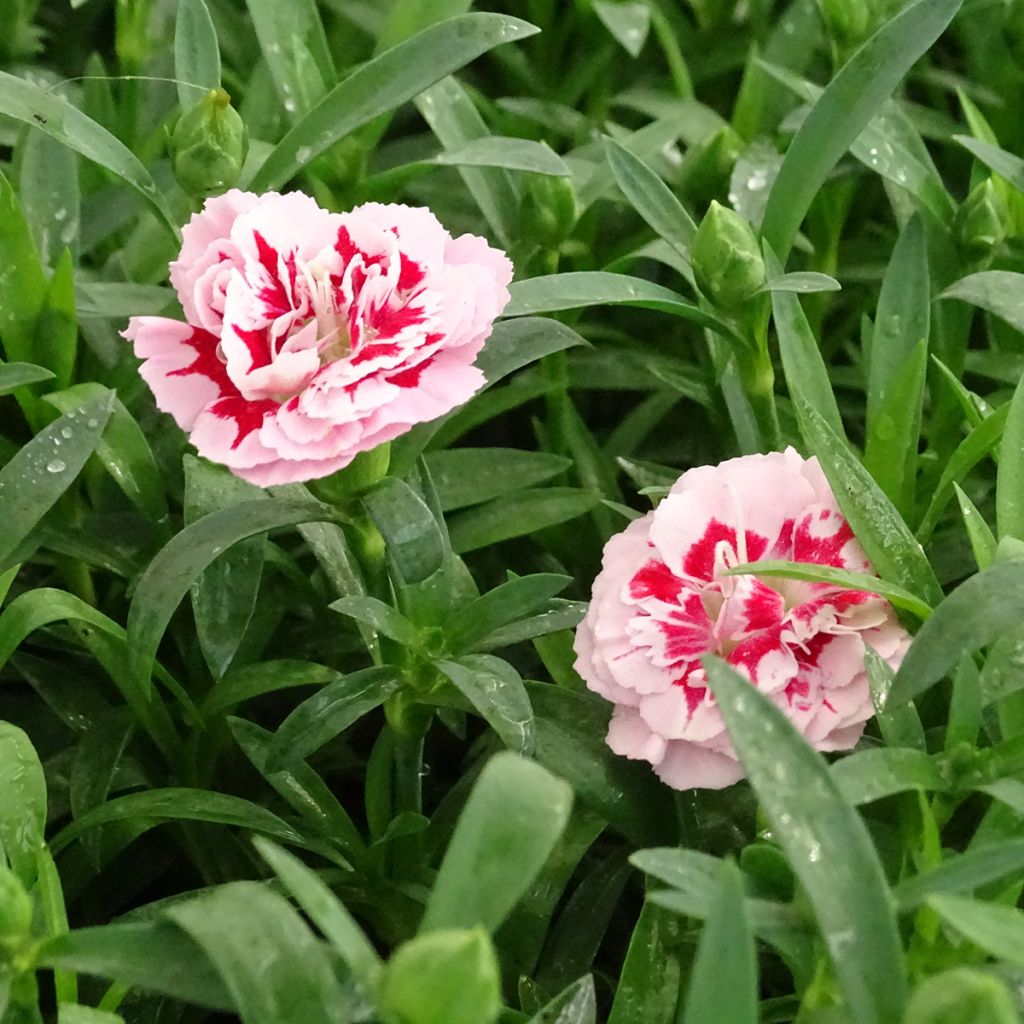 Anjer Sunflor Megan - Dianthus