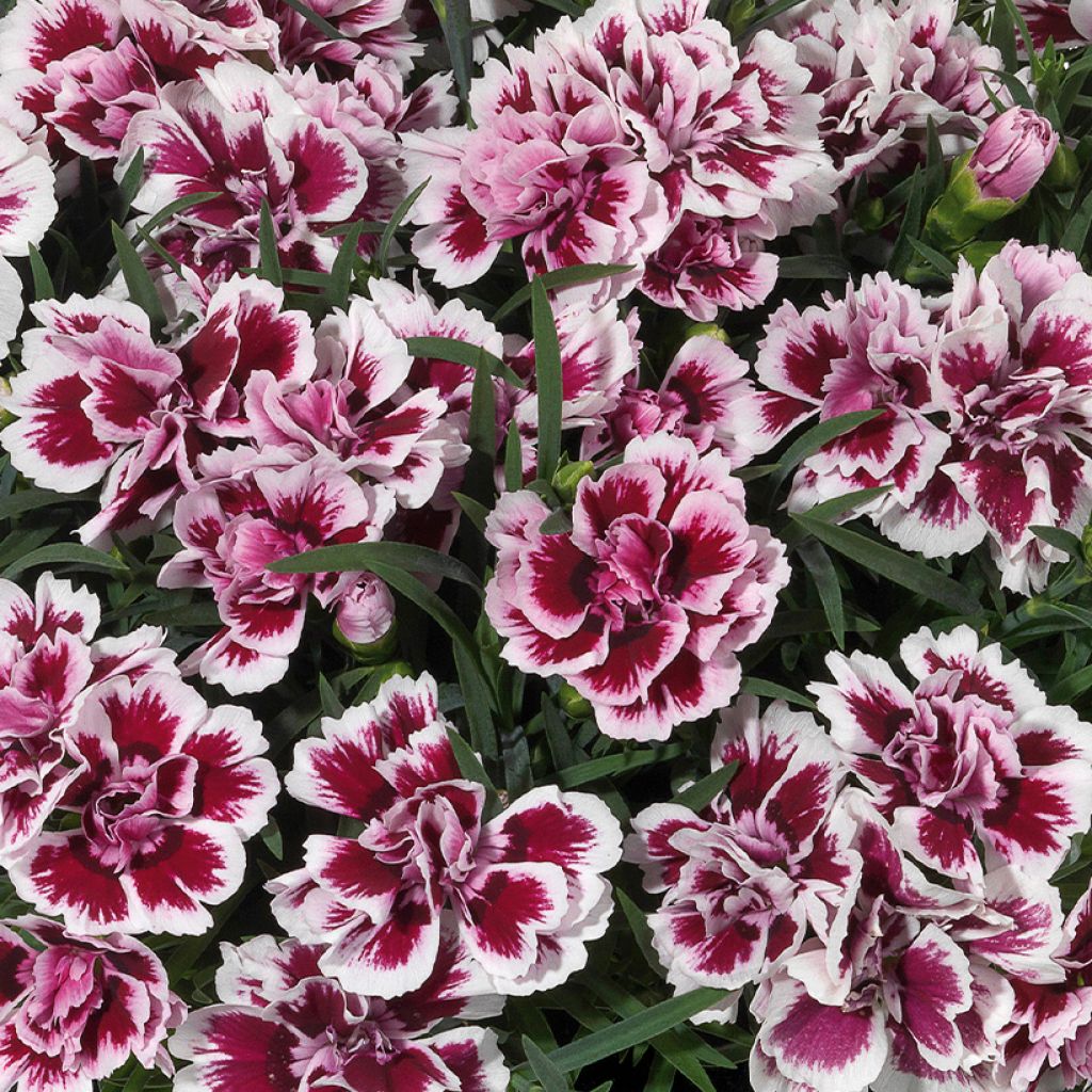 Dianthus Sunflor Red Esta - Grasanjer