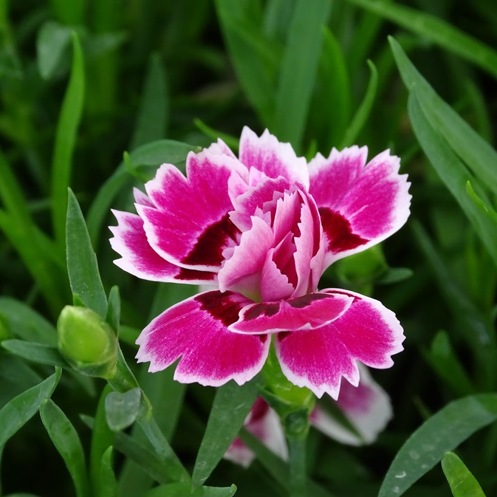 Dianthus Sunflor Red Esta - Grasanjer