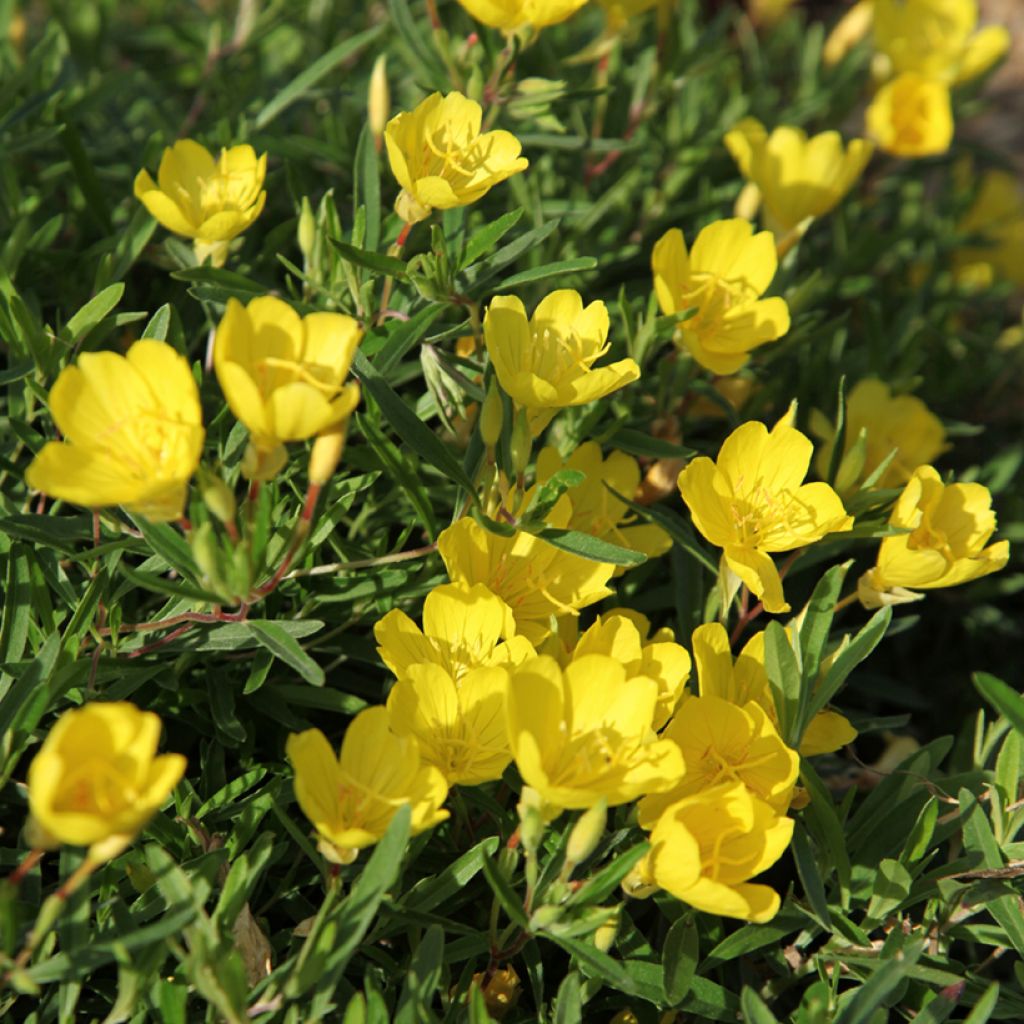 Oenothera fruticosa Sonnenwende - Teunisbloem