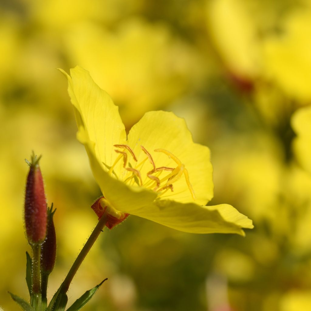 Oenothera fruticosa Sonnenwende - Teunisbloem