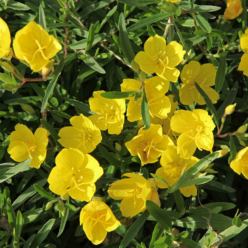 Oenothera fruticosa Sonnenwende - Teunisbloem