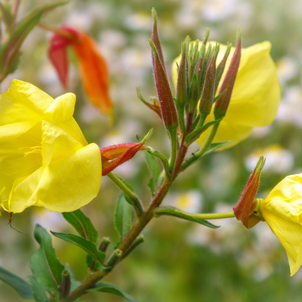 Oenothera glazioviana - Grote teunisbloem