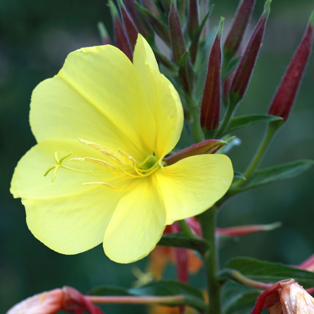 Oenothera glazioviana - Grote teunisbloem