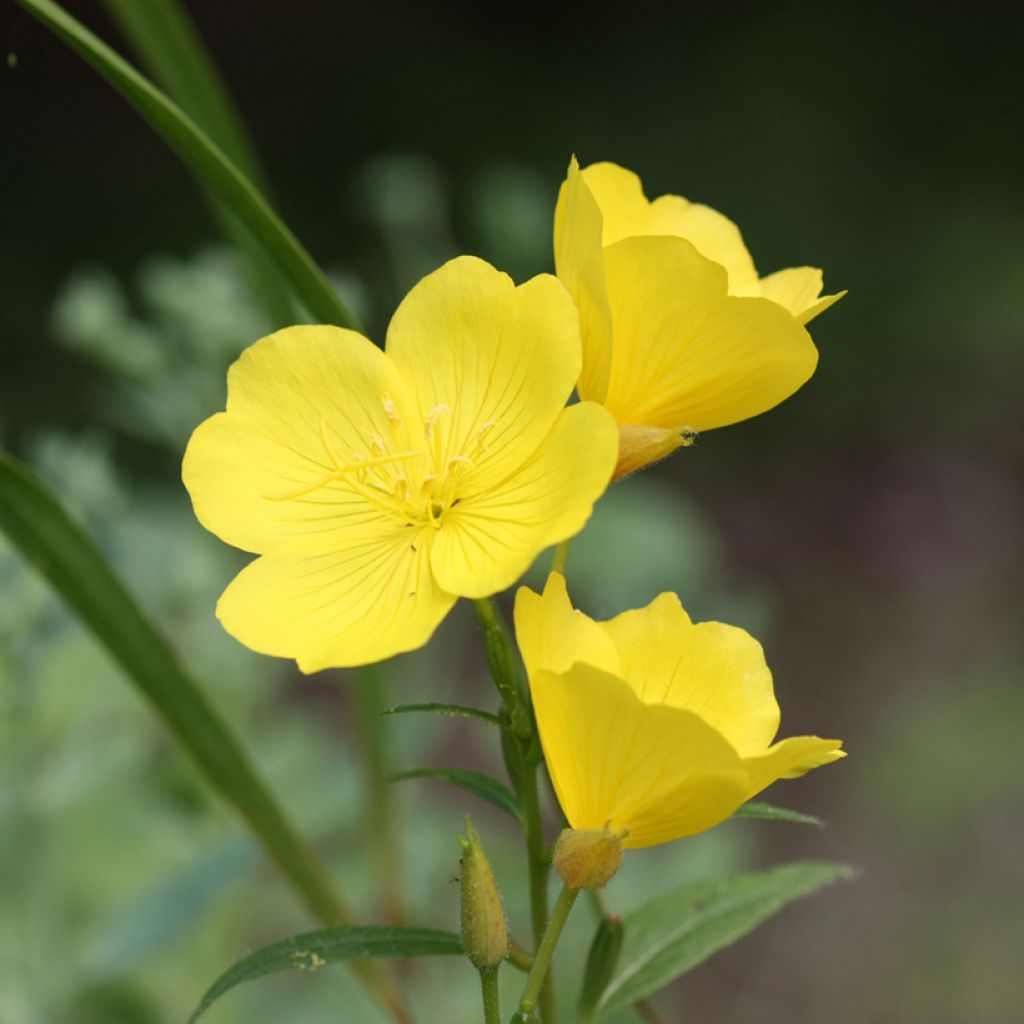 Oenothera missouriensis - Teunisbloem