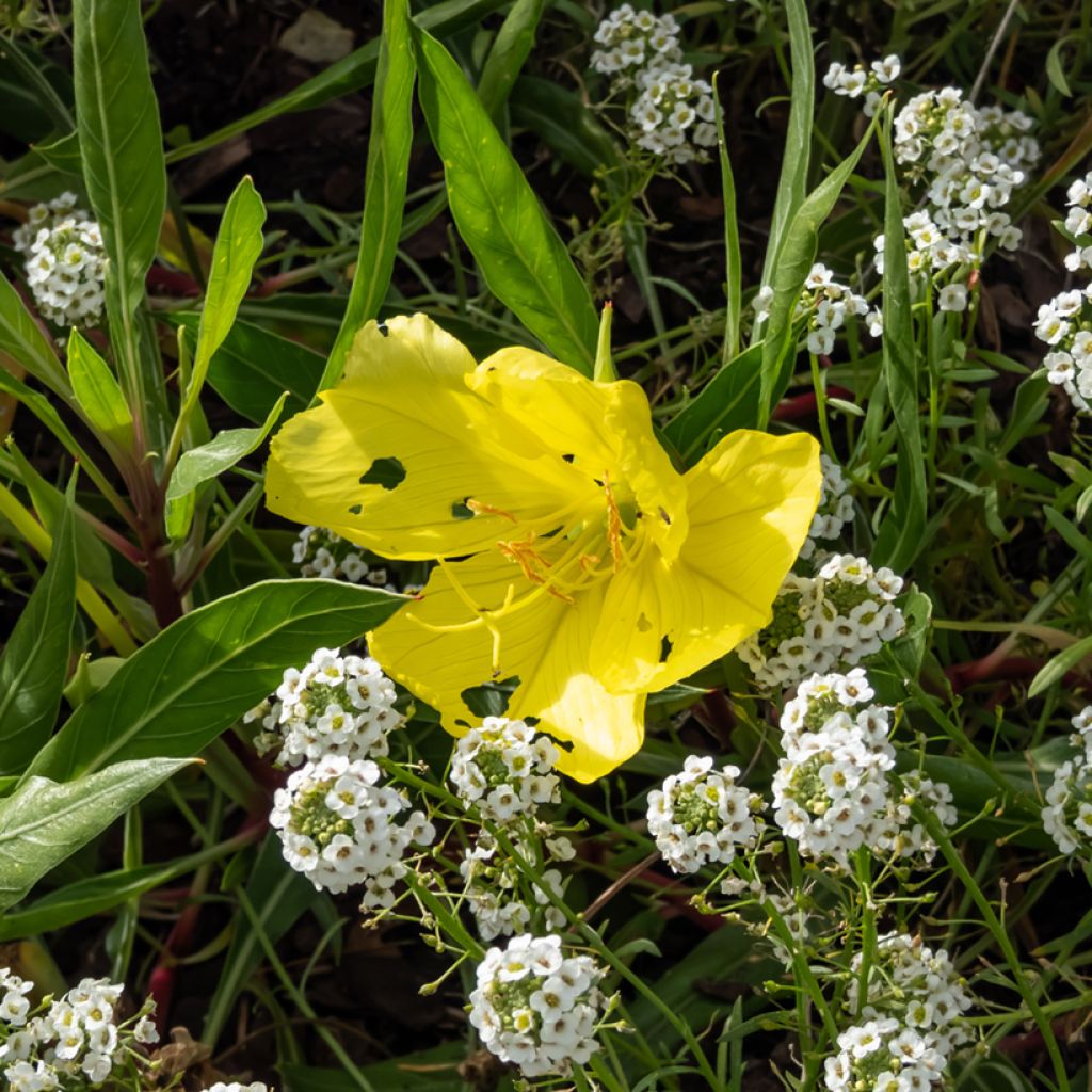 Oenothera missouriensis - Teunisbloem