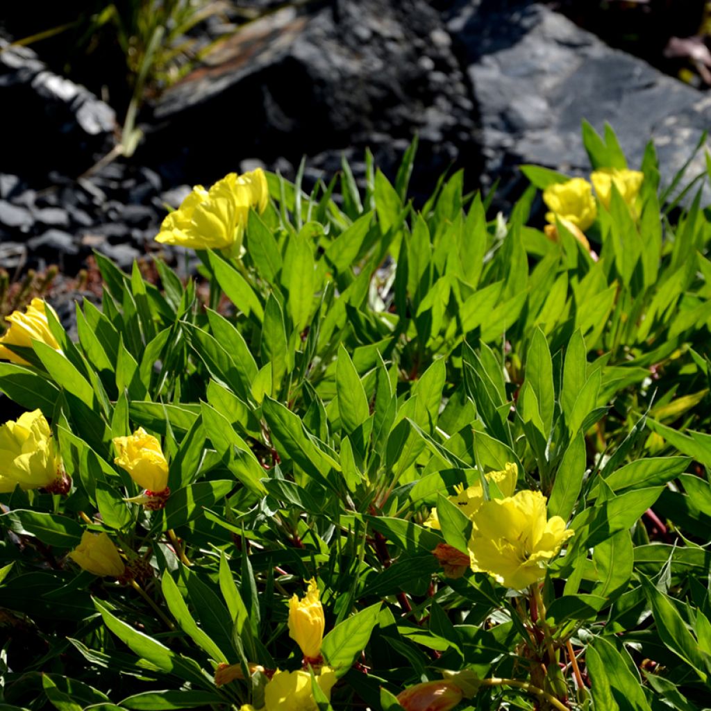 Oenothera missouriensis - Teunisbloem