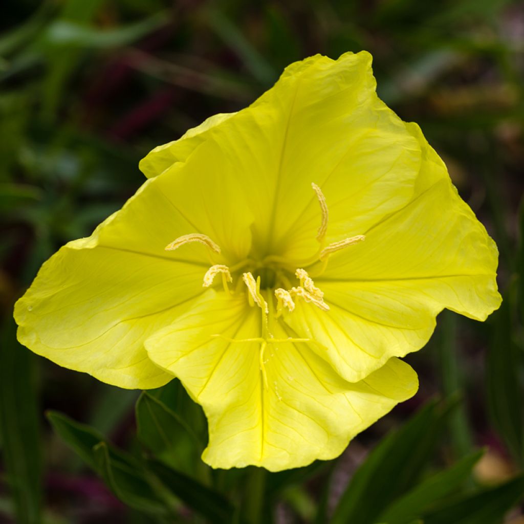 Oenothera missouriensis - Teunisbloem