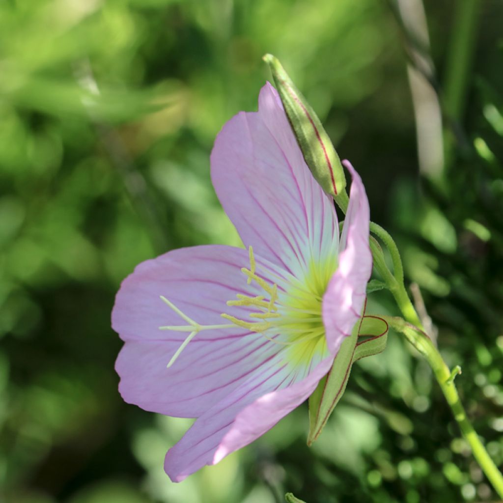Oenothera speciosa Siskiyou - Teunisbloem
