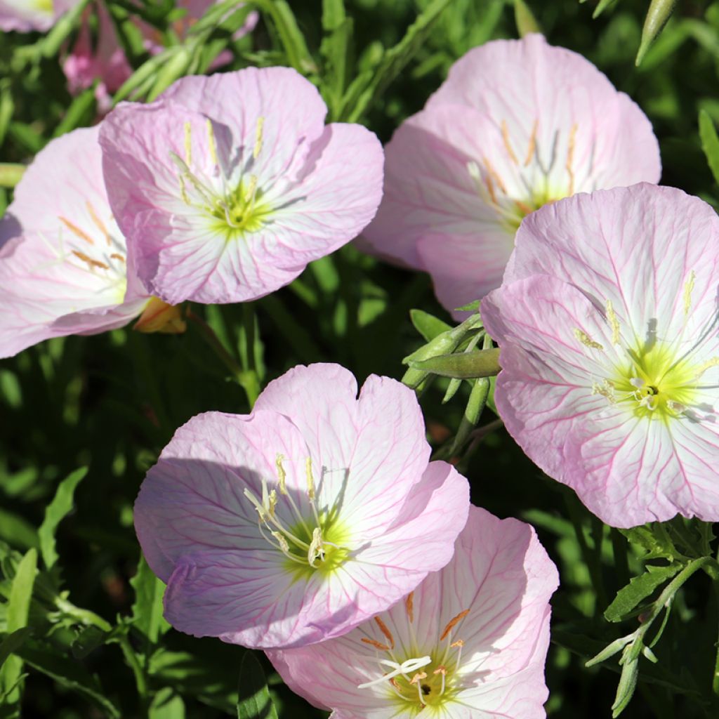 Oenothera speciosa Siskiyou - Teunisbloem