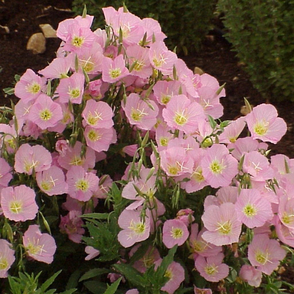 Oenothera speciosa Evening Pink (zaad) - Teunisbloem