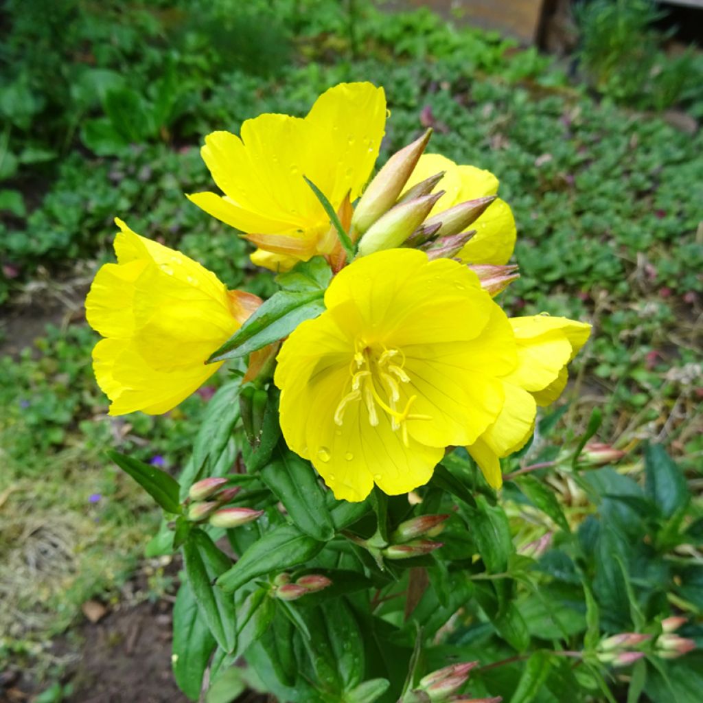 Oenothera tetragona - Teunisbloem