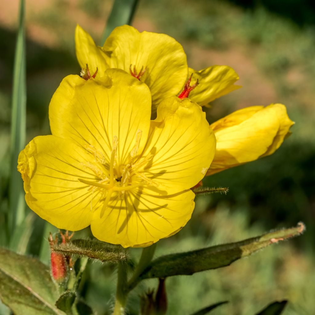 Oenothera tetragona - Teunisbloem