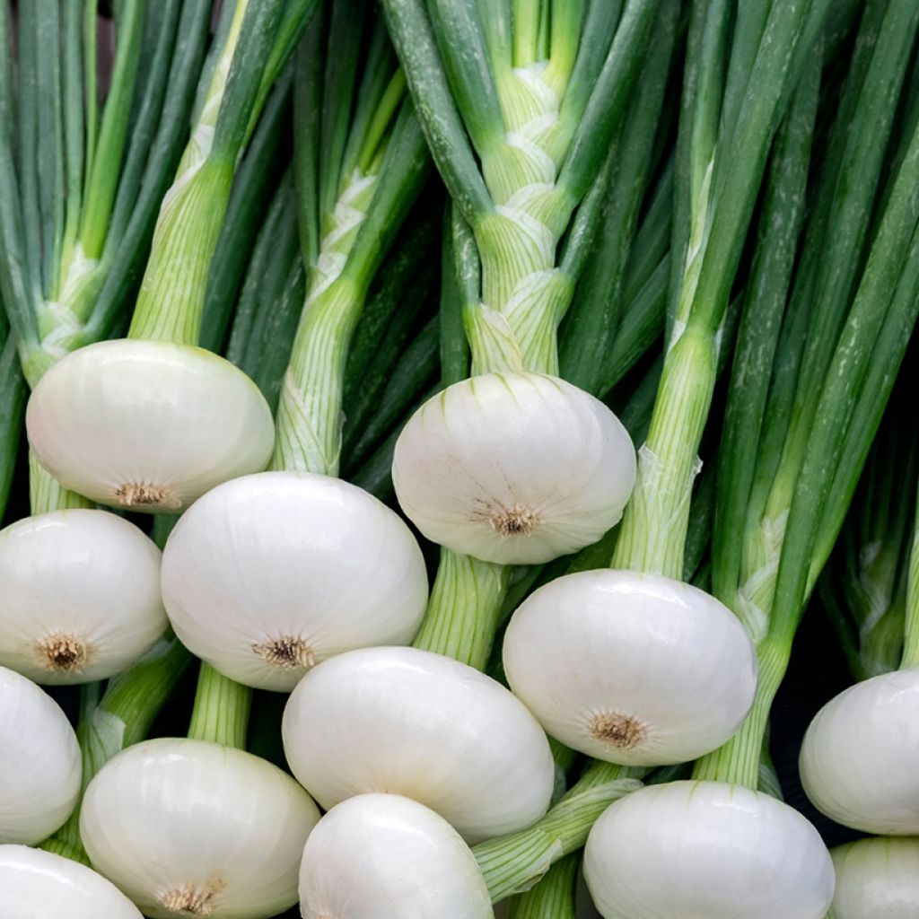 Witte bosui Blanc Printanier Parisien - Vilmorin