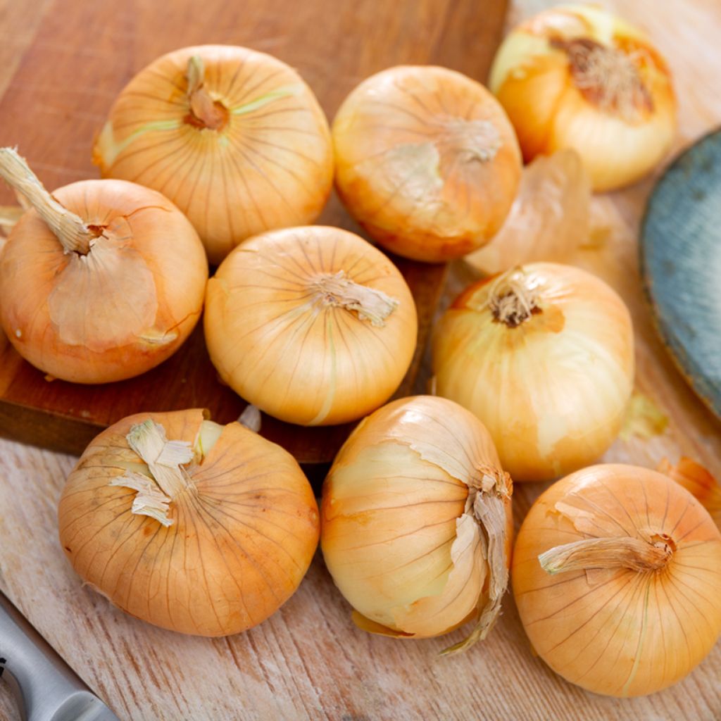 Gele ui Paille des Vertus (pootgoed)