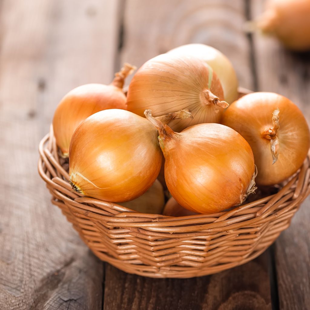 Gele ui Ramata di Milano