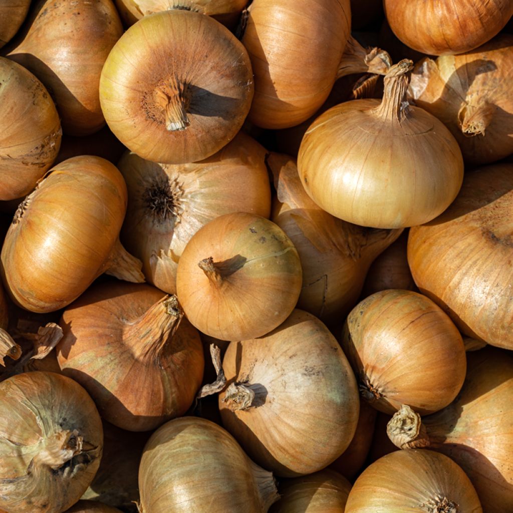 Rode ui Bleke van Niort - Vilmorin