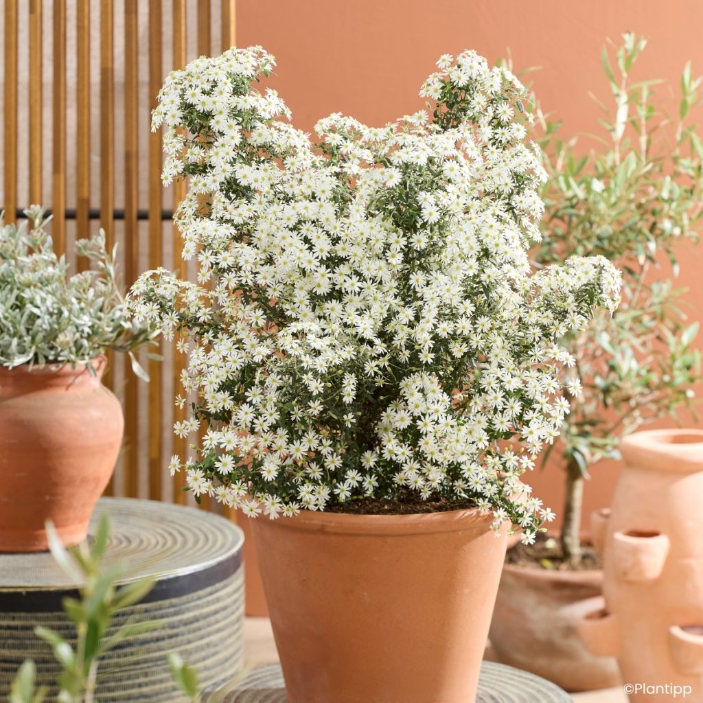 Olearia phlogopappa Spring Bling - Madeliefjesstruik