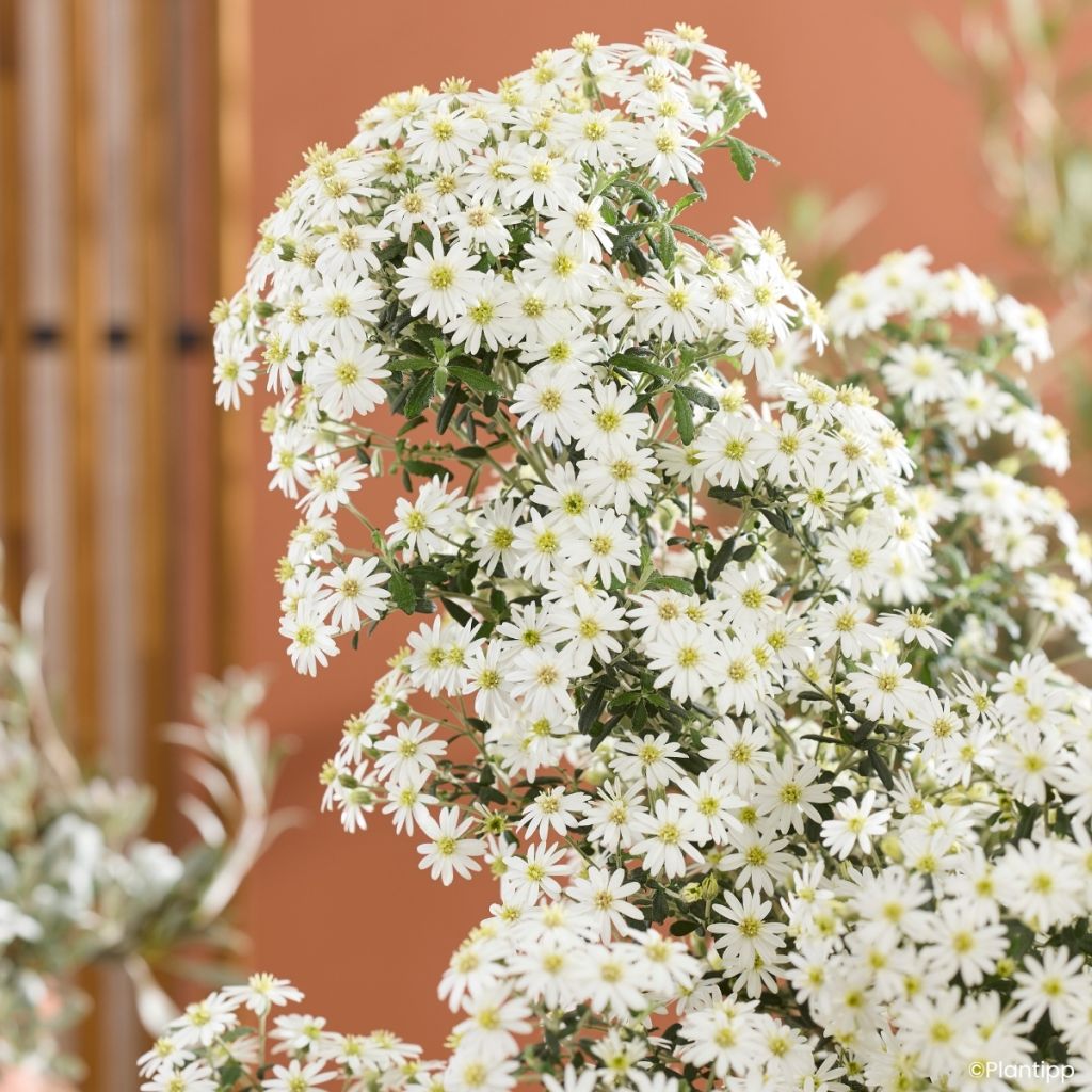 Olearia phlogopappa Spring Bling - Madeliefjesstruik