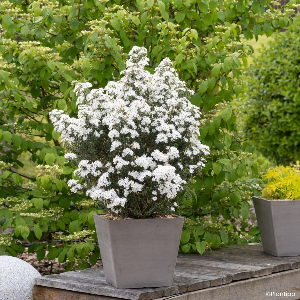 Olearia phlogopappa Spring Bling - Madeliefjesstruik