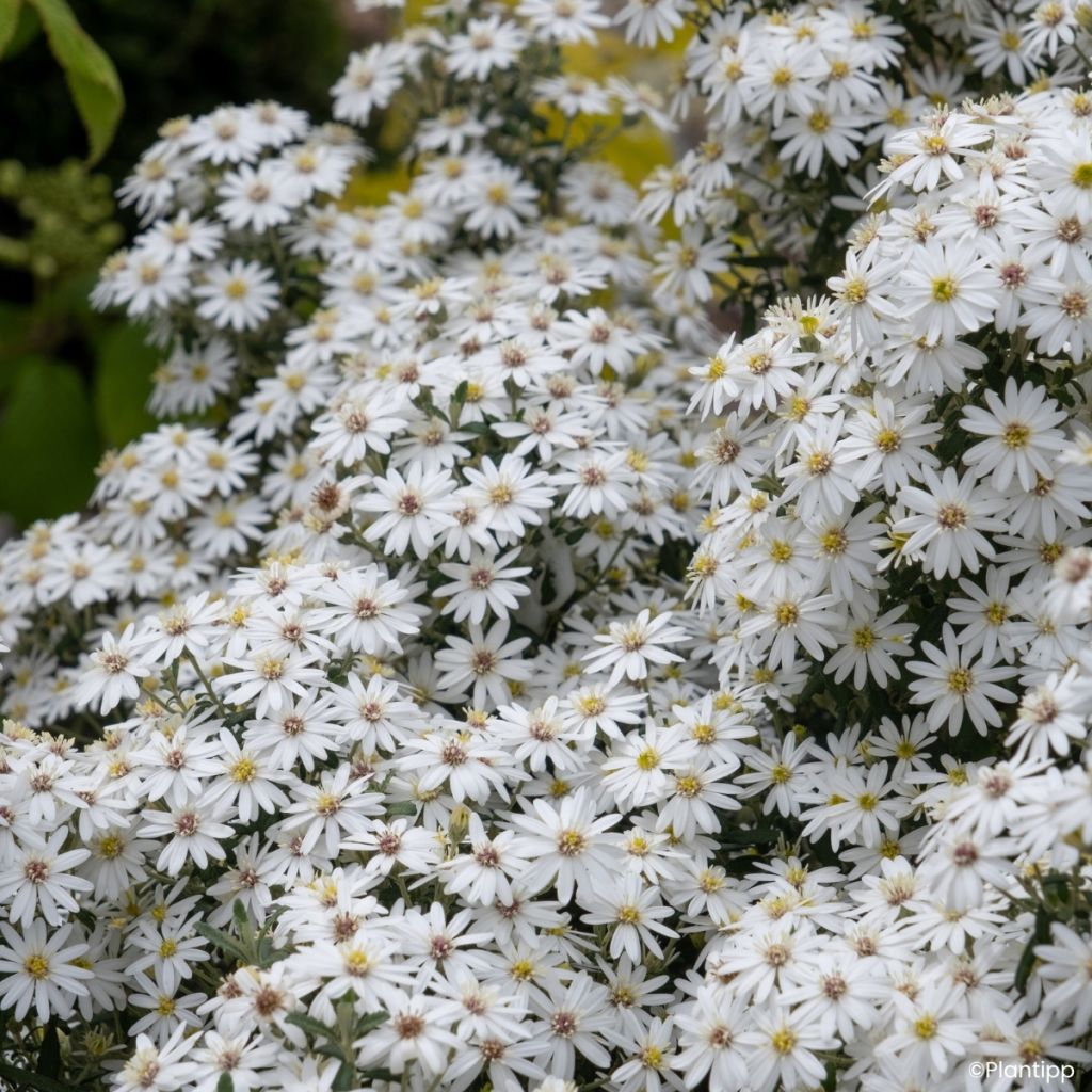 Olearia phlogopappa Spring Bling - Madeliefjesstruik
