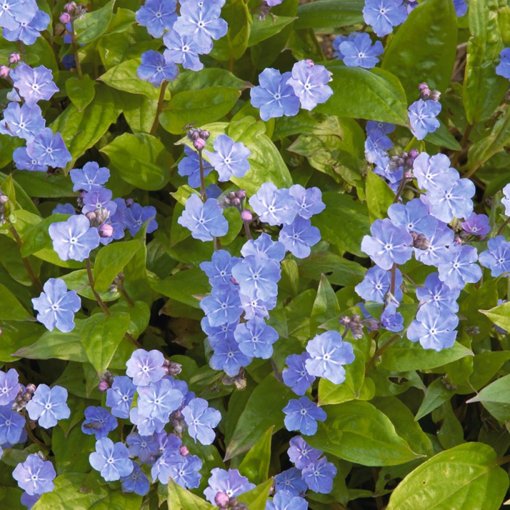 Omphalodes cappadocica - Voorjaarsvergeet-mij-nietje