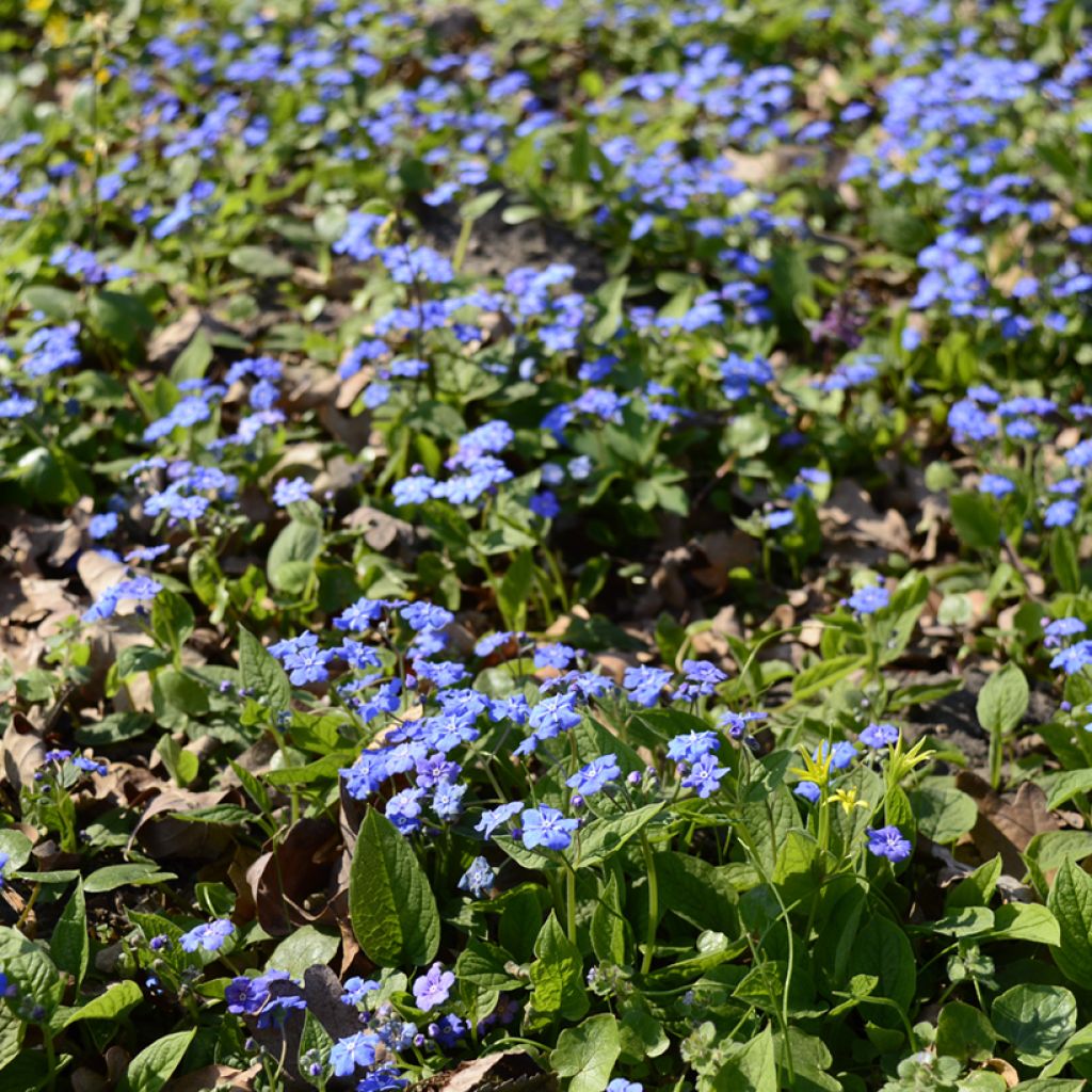 Omphalodes cappadocica - Voorjaarsvergeet-mij-nietje