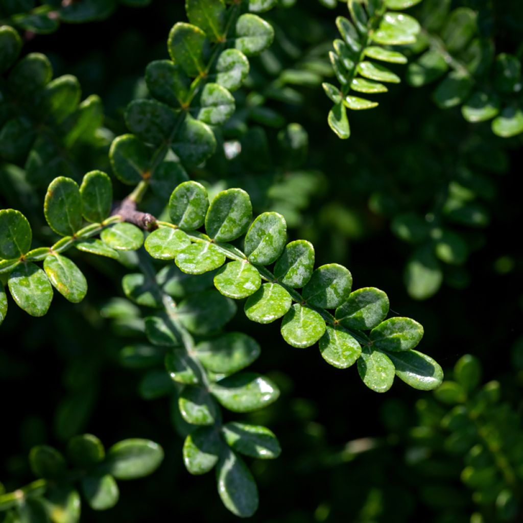 Operculicarya decaryi - Olifantenboom