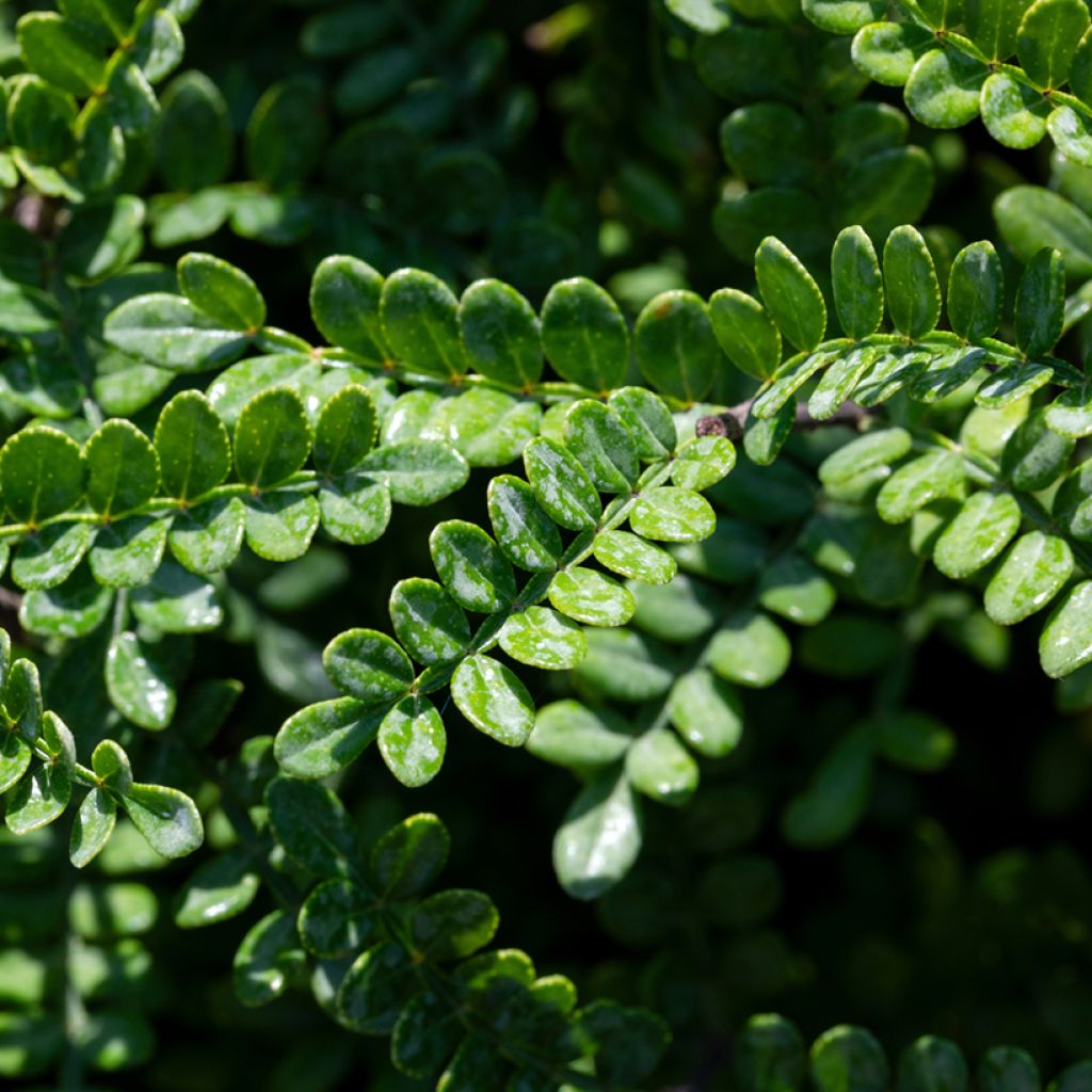 Operculicarya decaryi - Olifantenboom