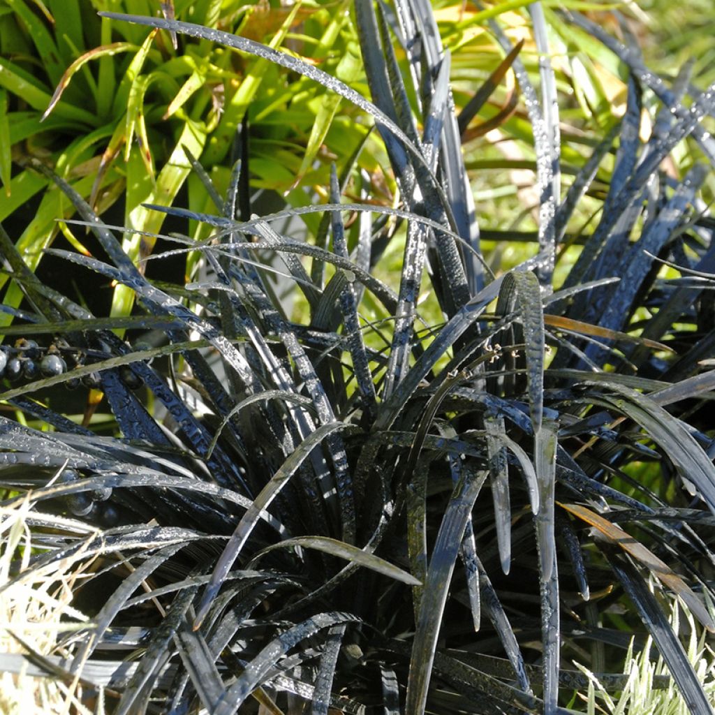 Ophiopogon planiscapus Nigrescens - Slangenbaard