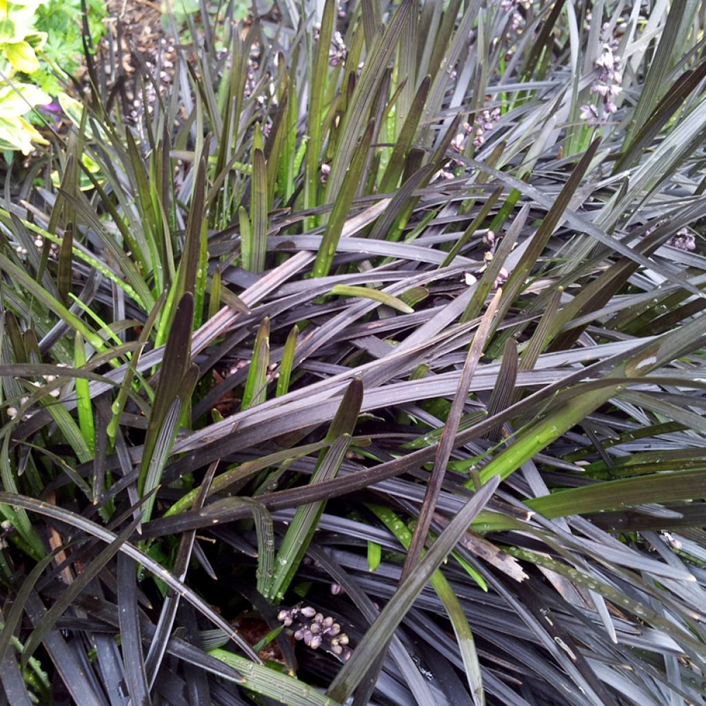 Ophiopogon planiscapus Nigrescens - Slangenbaard