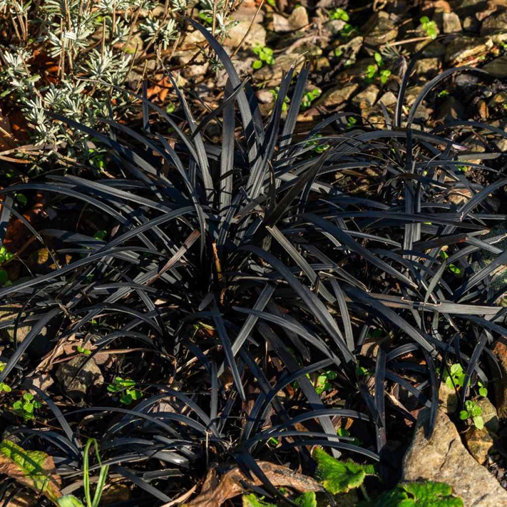 Ophiopogon planiscapus Black Dragon - Slangenbaard