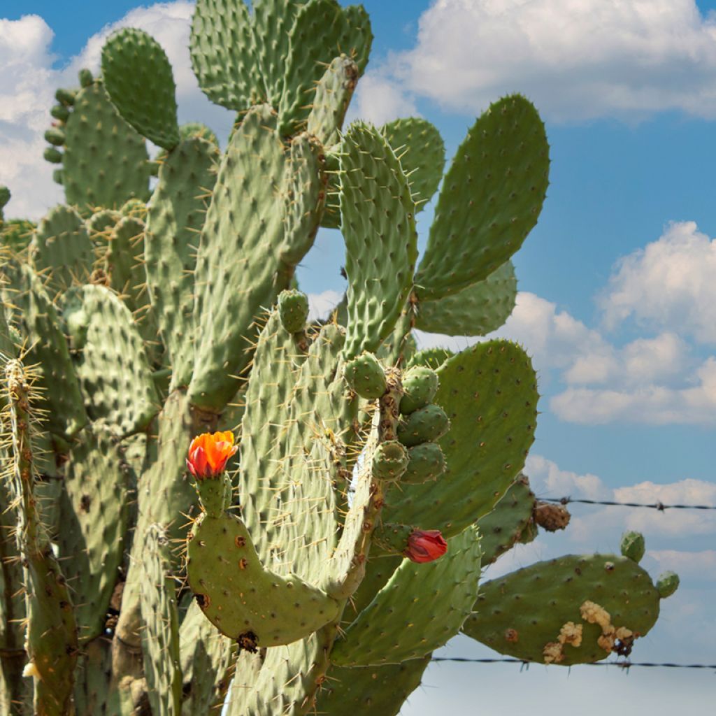 Opuntia Alta - Schijfcactus