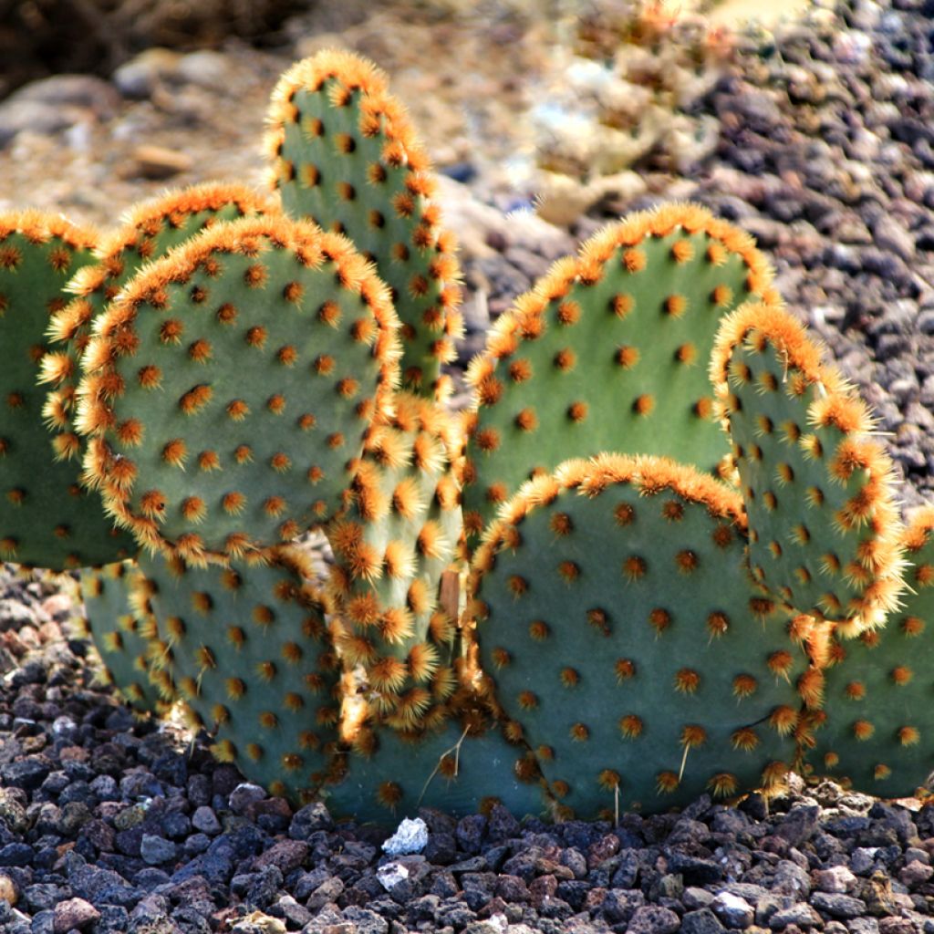 Opuntia aciculata - Schijfcactus