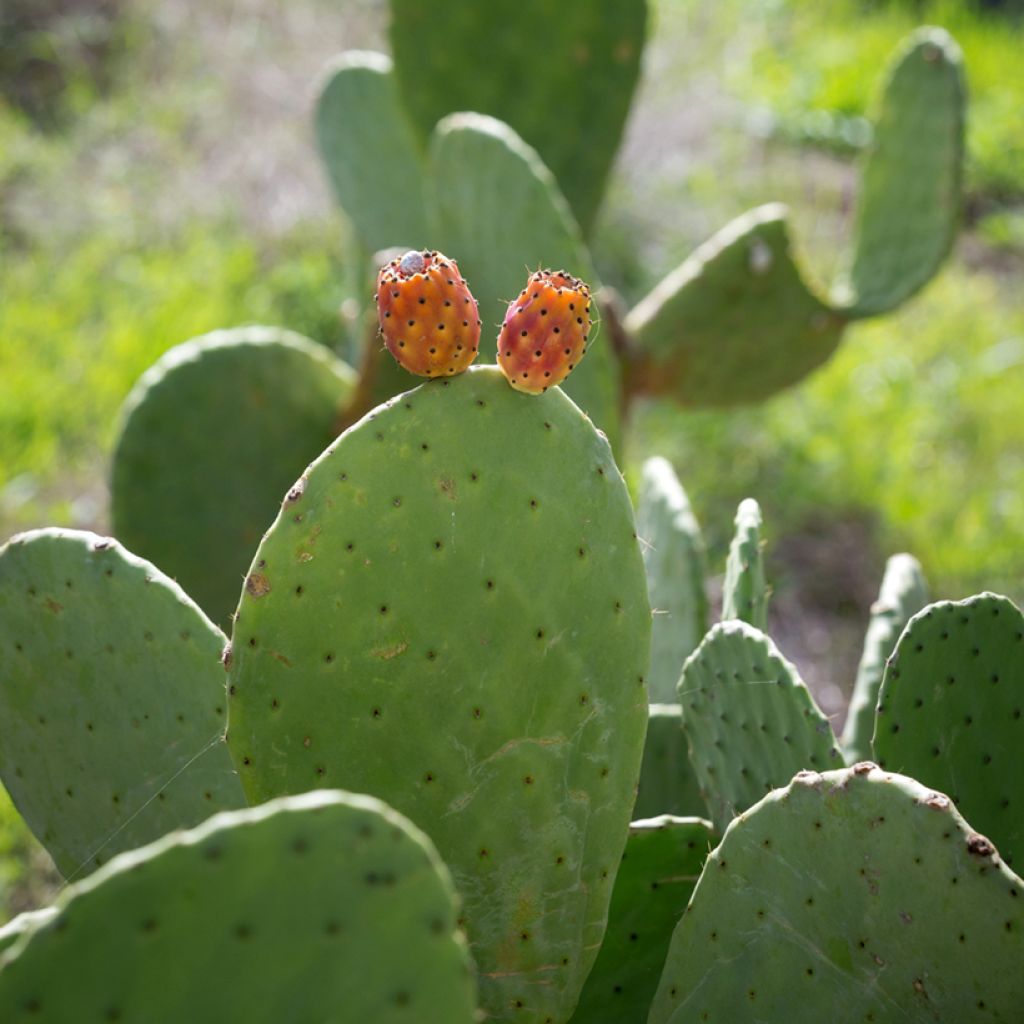 Opuntia aciculata - Schijfcactus
