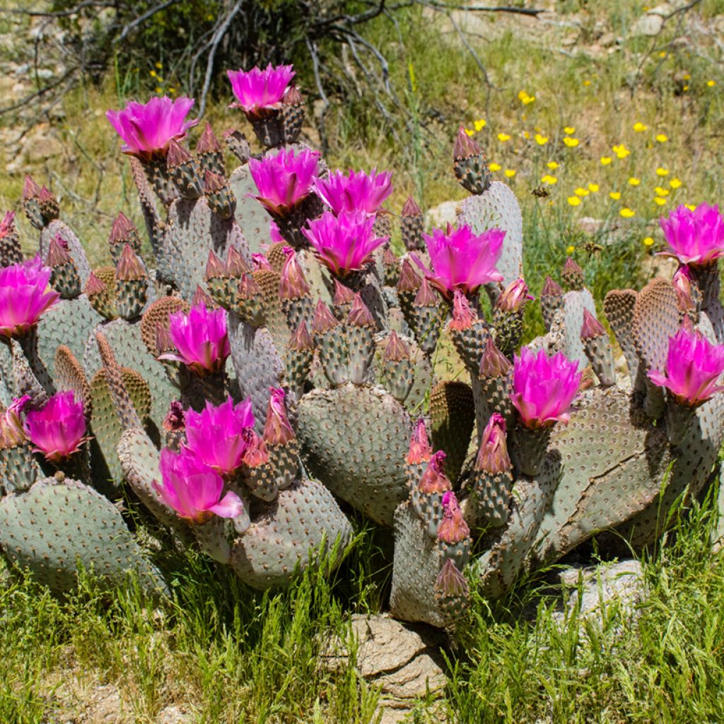 Opuntia basilaris - Schijfcactus