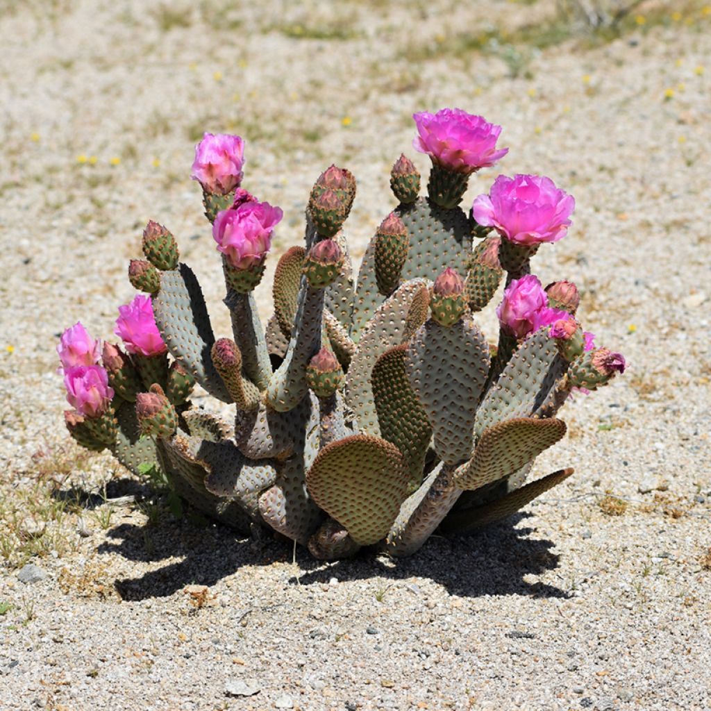 Opuntia basilaris - Schijfcactus