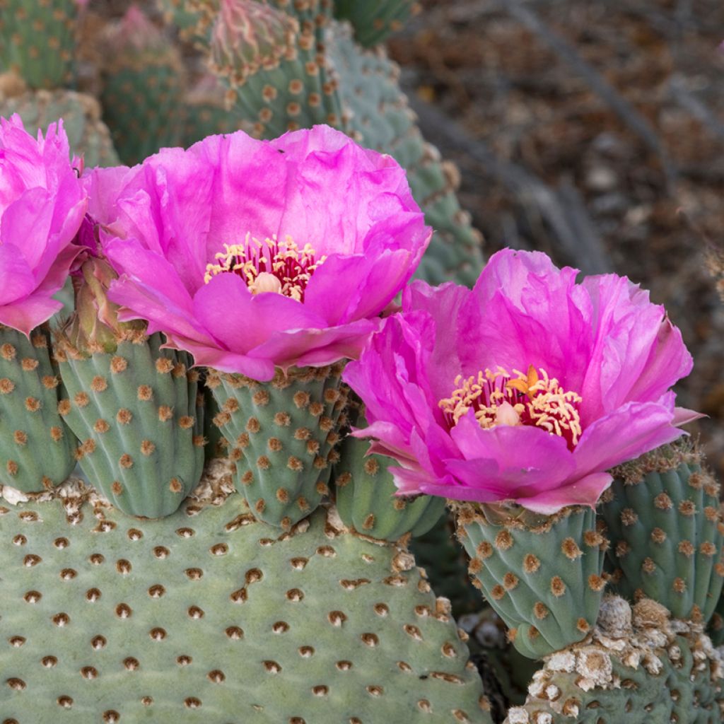 Opuntia basilaris - Schijfcactus