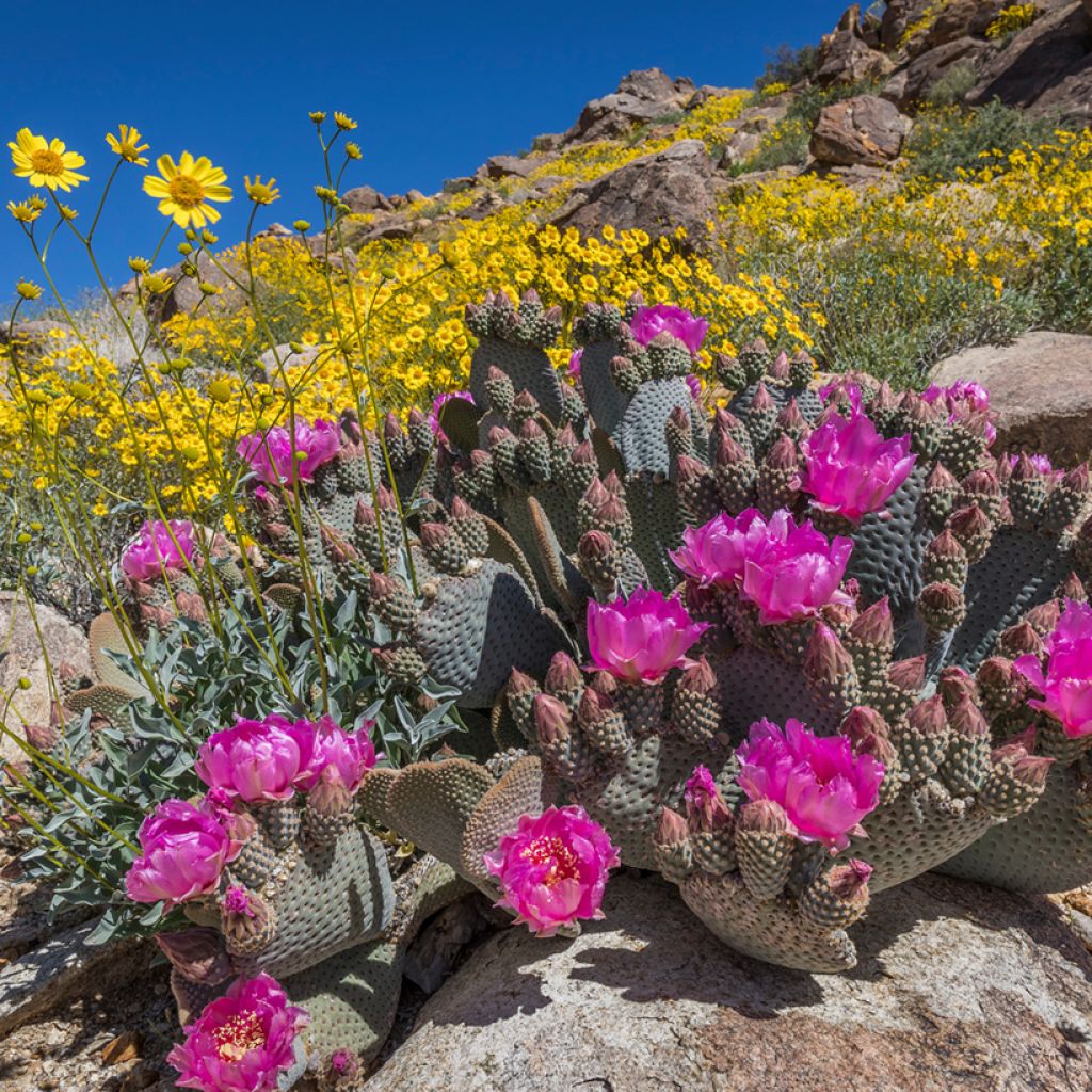 Opuntia basilaris - Schijfcactus