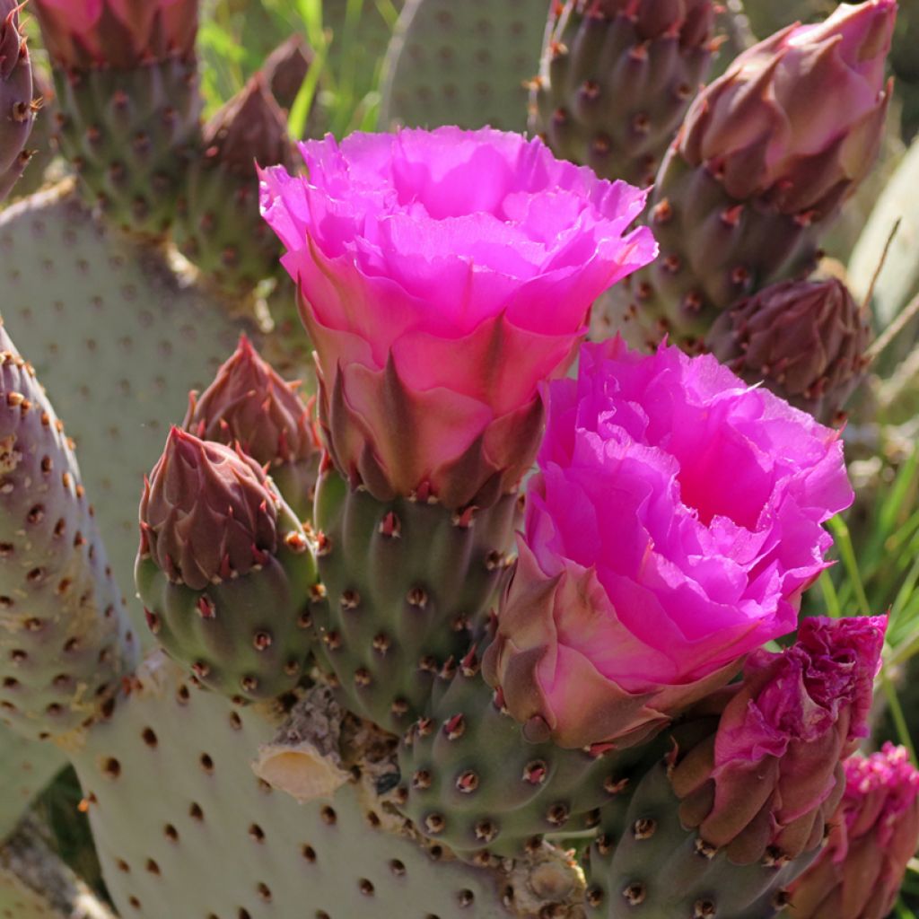 Opuntia basilaris - Schijfcactus