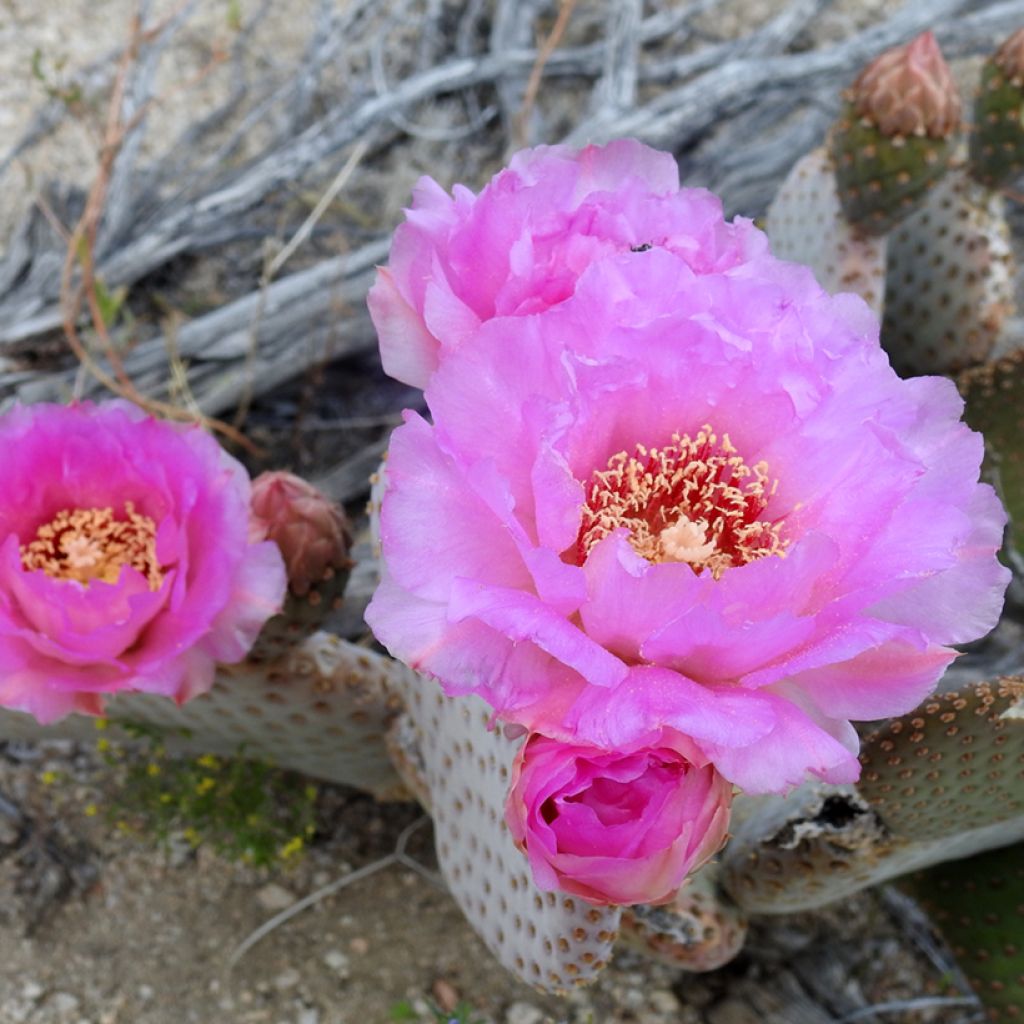 Opuntia basilaris - Schijfcactus