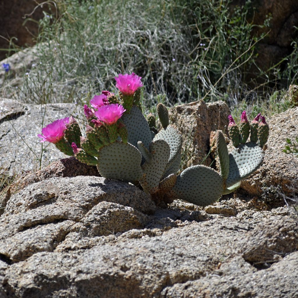 Opuntia basilaris - Schijfcactus