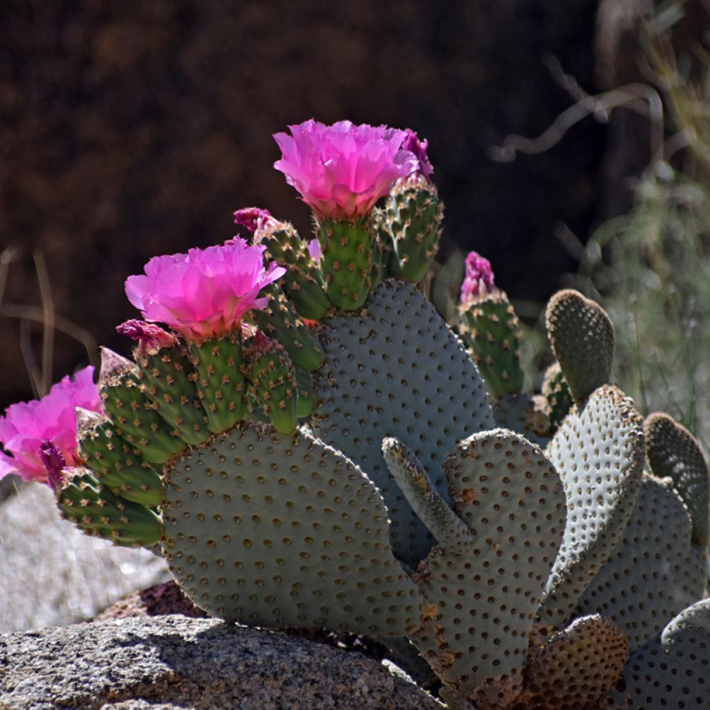 Opuntia basilaris - Schijfcactus